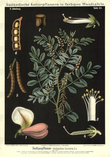 Cultivated plant, indigo, indigofera tinctoria, illustration by Carl Bollmann, reproduction from a
