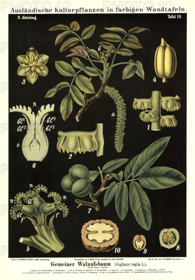 Cultivated plant, walnut tree, Juglans regia, illustration by Carl Bollmann, reproduction from a