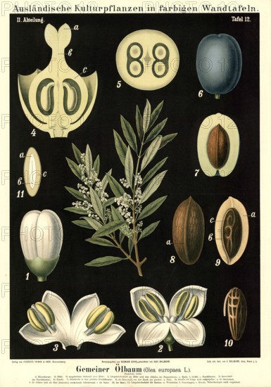 Cultivated plant, olive, Olea europaea, illustration by Carl Bollmann, reproduction from a model