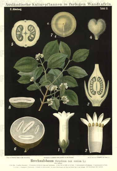 Cultivated plant, walnut tree, Strychnos nux vomica, illustration by Carl Bollmann, reproduction