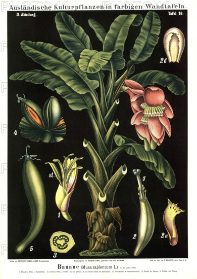 Cultivated plant, banana, Musa sapientum, illustration by Carl Bollmann, reproduction from a model