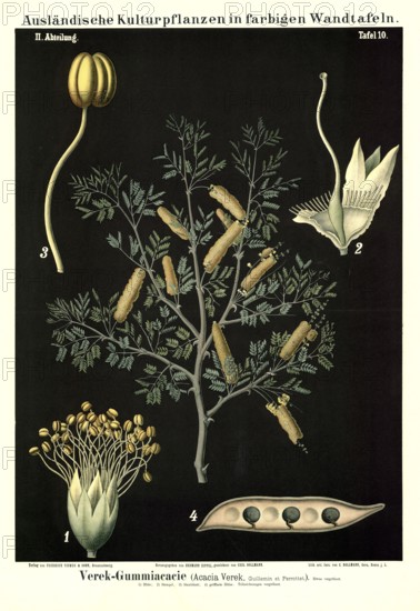 Cultivated plant, Verek Gummiacacia, Acacia verek, illustration by Carl Bollmann, reproduction from