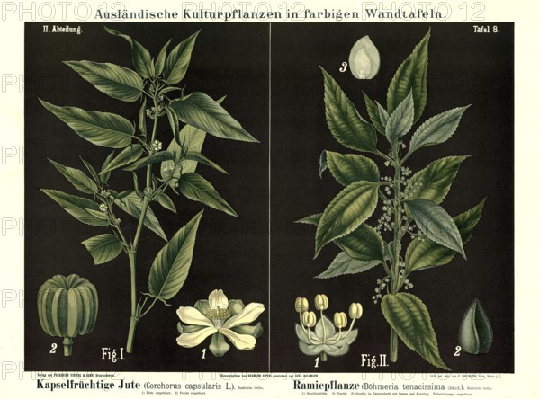 Cultivated plant, capsule fruit jute, Corchoris capsularis and ramie, Boehmeria tenacissima,