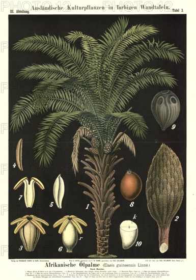 Cultivated plant, African oil palm, Elaeis guineensis, illustration by Carl Bollmann, reproduction