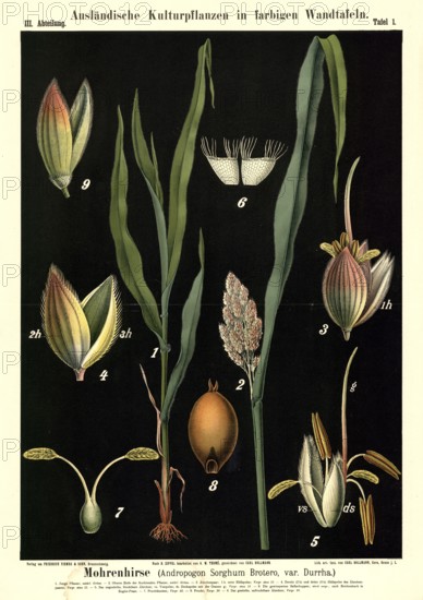 Cultivated plant, black millet, Andropogon sorghum brotero, illustration by Carl Bollmann,
