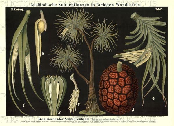 Cultivated plant, fragrant screw tree, Pandanus odoratissimus, illustration by Carl Bollmann,