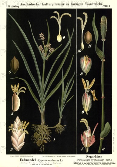 Cultivated plant, earth almond, Cyperus esculentus and black millet, Pennisetum typhoideum,