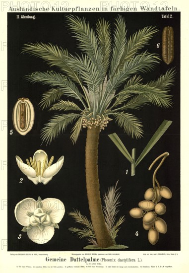 Cultivated plant, date palm, phoenix dactylifera, illustration by Carl Bollmann, reproduction from