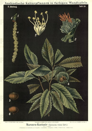 Cultivated plant, chestnut, Castanea vesca, illustration by Carl Bollmann, reproduction from a