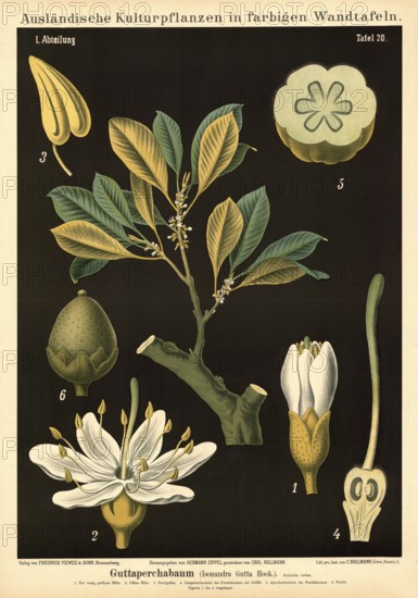 Cultivated plant, gutta percha, gutta Isonandra gutta, illustration by Carl Bollmann, reproduction
