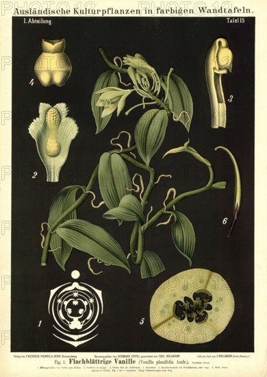 Cultivated plant, vanilla, vanilla planifolia, illustration by Carl Bollmann, reproduction from a