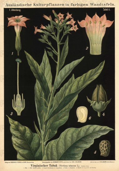 Cultivated plant, virgin tobacco, Nicotiana tabacum, illustration by Carl Bollmann, reproduction