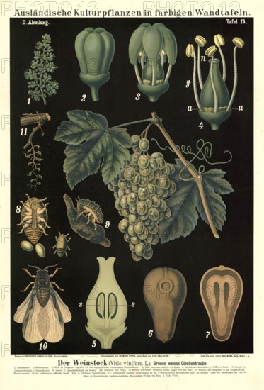 Cultivated plant, vine, white cibeb, Vitis vinifera, illustration by Carl Bollmann, reproduction