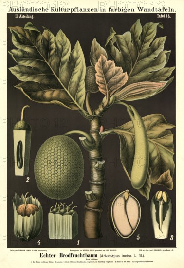 Cultivated plant, breadfruit tree, Artocarpus incisa, illustration by Carl Bollmann, reproduction