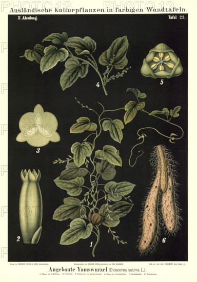 Cultivated plant, yam, Dioscorea sativa, illustration by Carl Bollmann, reproduction from a model