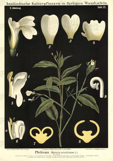 Cultivated plant, arrowroot, arundinacea, illustration by Carl Bollmann, reproduction from a model