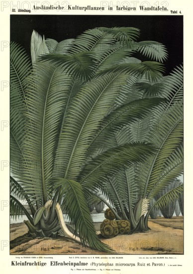 Cultivated plant, small-fruited ivory palm, Phyelephas microcarpa, illustration by Carl Bollmann,