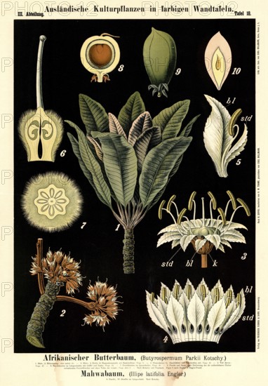 Cultivated plant, African butter tree, Butyrospermum parkii kotschy and mahwa tree, Illipe
