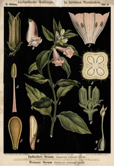 Cultivated plant, Indian sesame, sesamum indicum and white sesame, sesamum orientale, illustration
