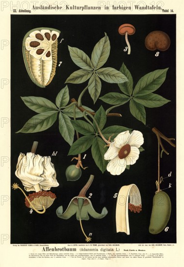 Cultivated plant, baobab tree, Adansonia digitata, illustration by Carl Bollmann, reproduction from