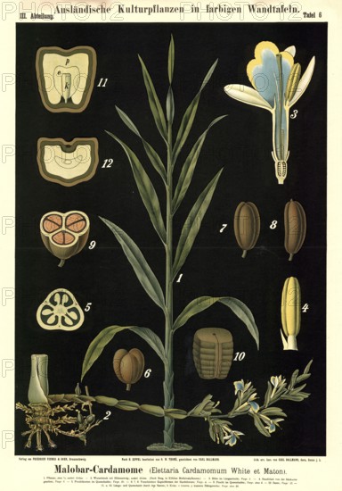 Cultivated plant, Malobar cardamone, cardamom, Elettaria cardamomum, illustration by Carl Bollmann,