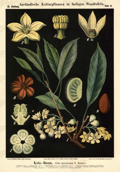 Cultivated plant, kola tree, cola acuminata, illustration by Carl Bollmann, reproduction from a