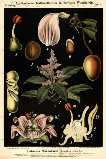 Cultivated plant, Indian mango tree, Mangifera indica, illustration by Carl Bollmann, reproduction