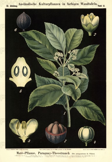 Cultivated plant, mate, Paraguayan tea plant, Ilex paraguariensis, illustration by Carl Bollmann,
