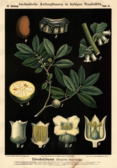 Cultivated plant, ebony tree, Diospyros dalechamps, illustration by Carl Bollmann, reproduction