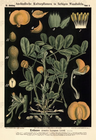 Cultivated plant, peanut, Arachis hypogaea, illustration by Carl Bollmann, reproduction from a