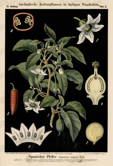 Cultivated plant, Spanish pepper, Capsicum longum, illustration by Carl Bollmann, reproduction from
