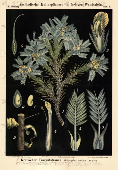 Cultivated plant, Cretan stretcher, Astragalus creticus, illustration by Carl Bollmann,