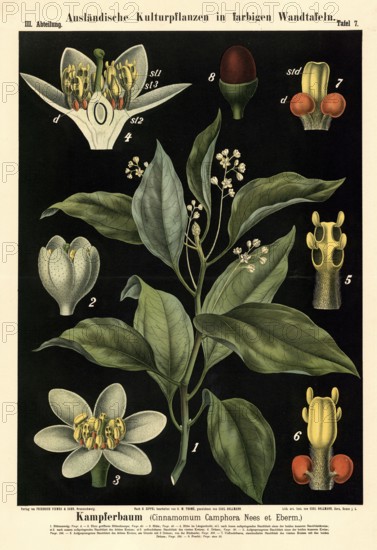 Cultivated plant, camphor tree, Cinnamomum camphora, illustration by Carl Bollmann, reproduction