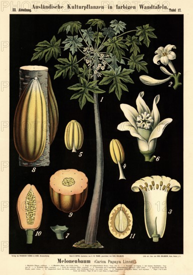 Cultivated plant, melon tree, Carica papaya, illustration by Carl Bollmann, reproduction from a