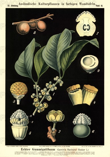 Cultivated plant, real gummy tree, Garcinia hanbury, illustration by Carl Bollmann, reproduction