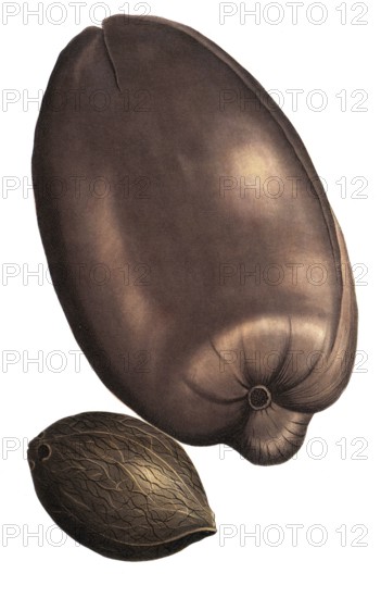 Maldives palm fruit, Maldivian fructus palm, palma indica, coccus major, illustration, reproduction
