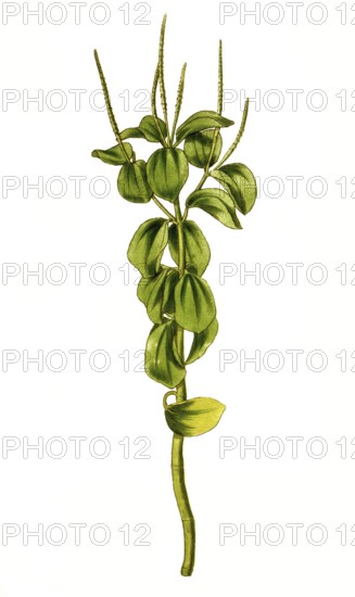 Peperomia polystachya, raindrop peperomia or ornamental pepper, illustration, reproduction from a