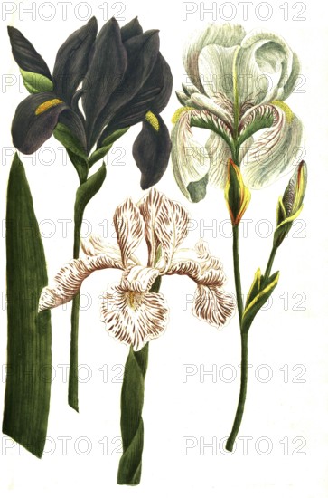 Iris coerulea, Iris latifolia candida, Iris dalmatia major (from left to right), iris, a genus of
