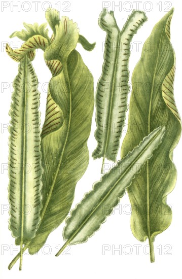 Deertongue fern, lingua cervina, illustration, reproduction from a 19th century model. Authentic,
