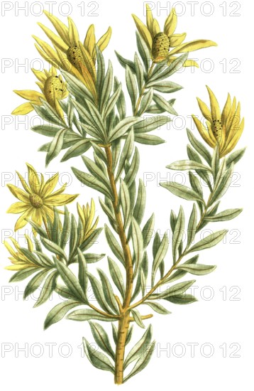 Protea scolymocephala, also known as thistle protea or thistle sugar bush, is a flowering plant of