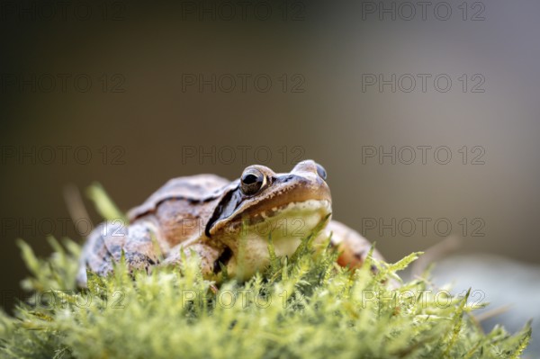 Common frog (Rana temporaria) sitting on moss, Lower Austria, Austria