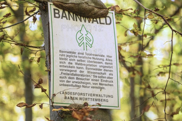 Protected forest, total reserve in the Swabian Jura in the Nenninger Valley with the ruins of
