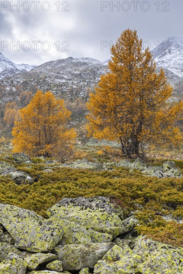 Larch trees (Larix) in autumn in front of mountain peaks with snow, autumn, Pontresina, Bernina