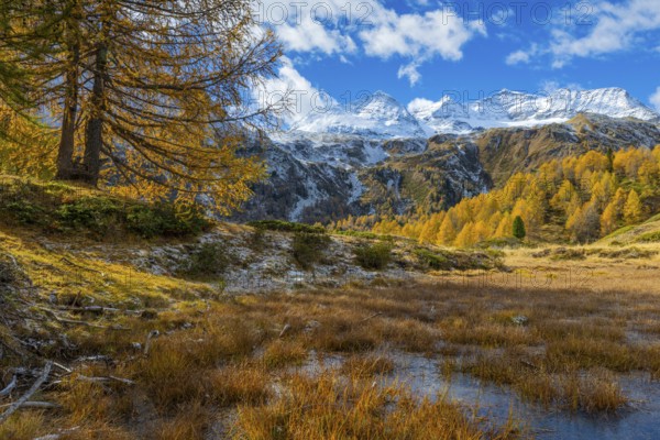 Larches (Larix) in autumn in front of mountain peaks with snow, autumn, Pontresina, Piz Arlas, Piz
