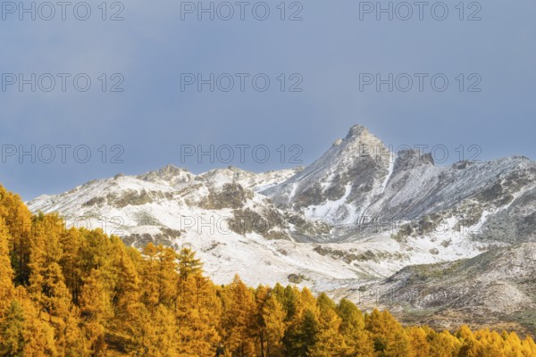 Larch forest (Larix) in autumn, mountain peaks with snow, autumn, Piz Campatsch, Guarda, Engadin,