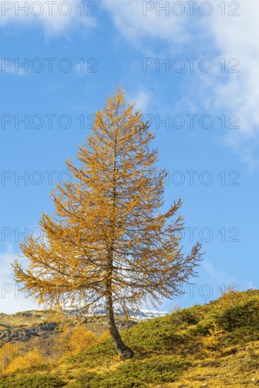 Larch (Larix) in autumn colors against blue skies, autumn, Pontresina, Bernina Pass, Engadin,