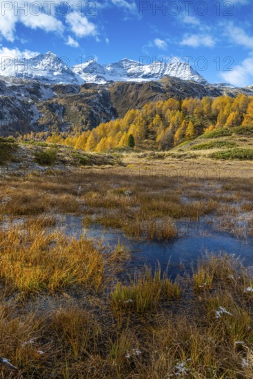 Larches (Larix) in autumn in front of mountain peaks, autumn, Pontresina, Piz Arlas, Piz Cambrena,