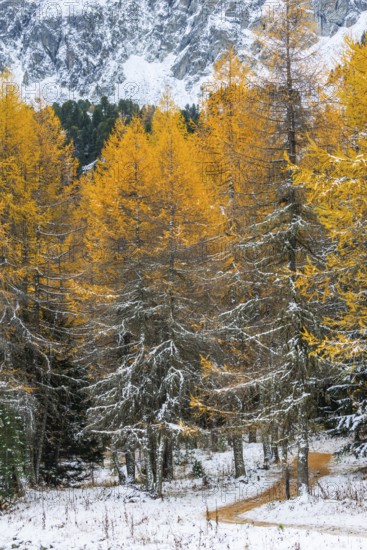 Hiking trail in the larch forest (Larix) in autumn, snow, autumn, Albula Pass, Engadin, Grisons,