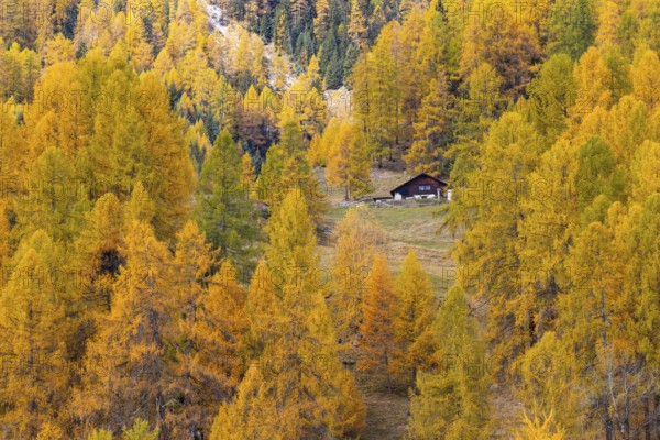Wooden house in the middle of larches (Larix) in autumn, snow, autumn, Albula Pass, Engadin,