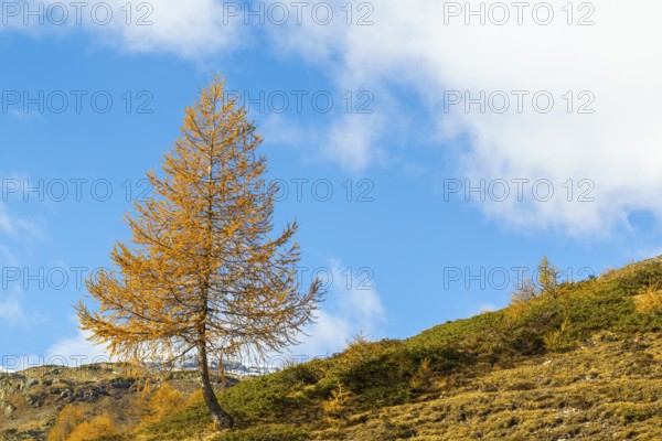 Larch (Larix) in autumn colors against blue skies, autumn, Pontresina, Bernina Pass, Engadin,